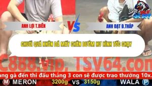 Trận 15 Bồ CPC5 24/11/2025