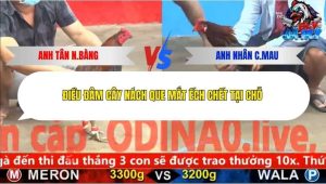 Trận 10 Bồ CPC5 24/12/2025