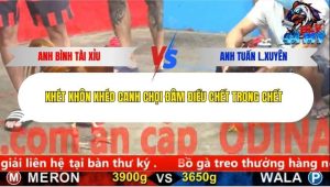 Trận 10 Bồ CPC5 30/12/2025