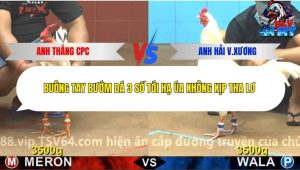 Trận 12 Bồ CPC4 24/12/2025