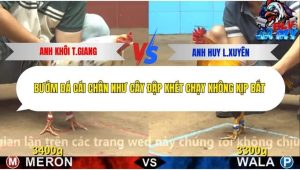 Trận 12 Bồ CPC4 6/12/2025