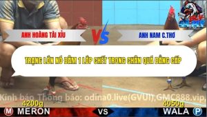 Trận 13 Bồ CPC4 16/12/2025