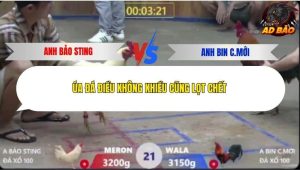 Trận 21 Bồ Xà Xía 7/12/2025