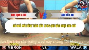 Trận 8 Bồ CPC4 16/12/2025