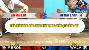 Trận 8 Bồ CPC4 2/12/2025